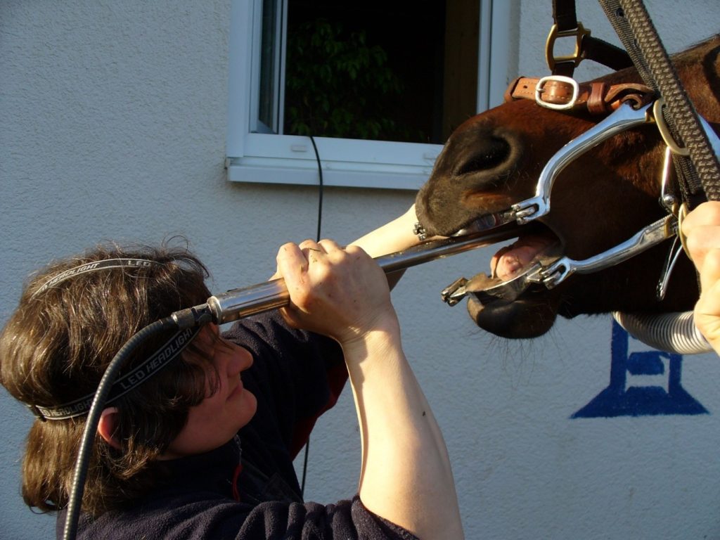 Equine Dentistry