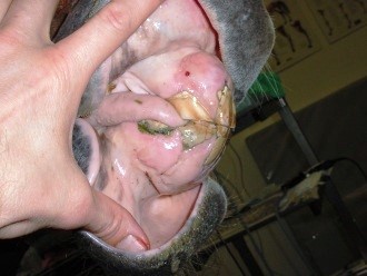 Equine Dentistry