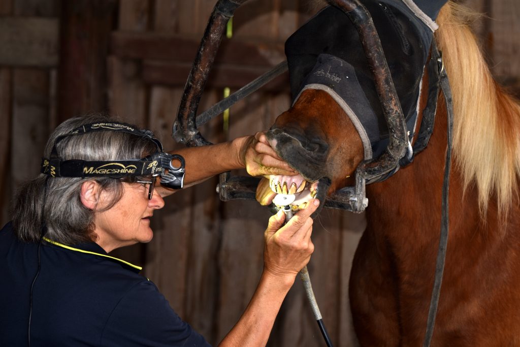 Equine Dentistry